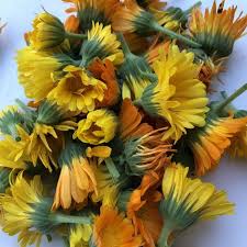 Attēlu rezultāti vaicājumam “Calendula officinalis”