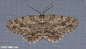 Attēlu rezultāti vaicājumam “Ectropis crepuscularia”