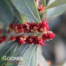 Attēlu rezultāti vaicājumam “Diderma cingulatum sessile”