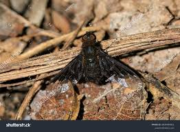 Attēlu rezultāti vaicājumam “Hemipenthes morio”