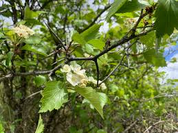 Attēlu rezultāti vaicājumam “Crataegus macracantha”