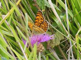 Attēlu rezultāti vaicājumam “Melitaea phoebe underside”