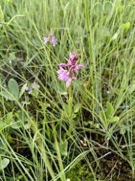 Attēlu rezultāti vaicājumam “Dactylorhiza russowii”