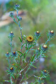 Attēlu rezultāti vaicājumam “Carlina vulgaris”