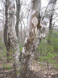 Attēlu rezultāti vaicājumam “Betula papyrifera”