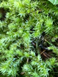 Attēlu rezultāti vaicājumam “Rhytidiadelphus triquetrus”