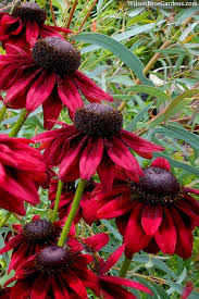 Image result for Rudbeckia