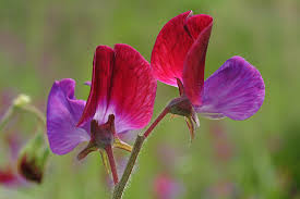 Image result for Lathyrus odoratus