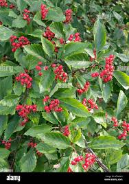 Attēlu rezultāti vaicājumam “Crataegus macracantha”