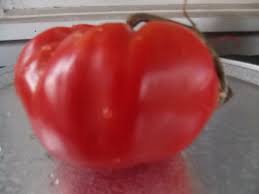 Afbeeldingsresultaat voor crnkovic yugoslavian tomato