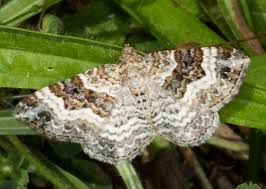 Attēlu rezultāti vaicājumam “Epirrhoe alternata”