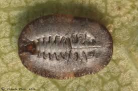 Attēlu rezultāti vaicājumam “Aleurochiton aceris”