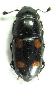 Attēlu rezultāti vaicājumam “Glischrochilus hortensis”