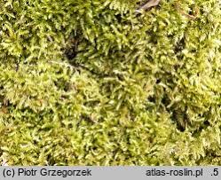 Attēlu rezultāti vaicājumam “Eurhynchiastrum pulchellum”