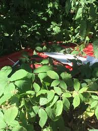 Image result for Calstock Smbc