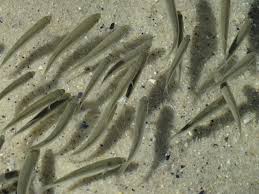 Image result for Chelon richardsonii