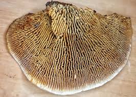 Attēlu rezultāti vaicājumam “Gloeophyllum sepiarium”