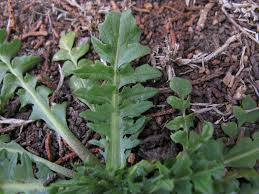 Attēlu rezultāti vaicājumam “Capsella bursa-pastoris leaf”
