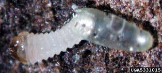 Attēlu rezultāti vaicājumam “Tetropium fuscum”