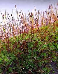 Attēlu rezultāti vaicājumam “Tortula truncata sporophyte”