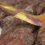 Attēlu rezultāti vaicājumam “Caloptilia alchimiella”