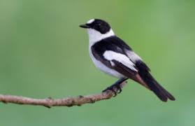 Image result for Ficedula albicollis