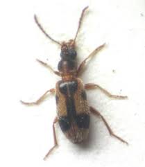 Attēlu rezultāti vaicājumam “Notoxus monoceros”