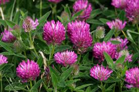 Attēlu rezultāti vaicājumam “Trifolium medium flower”