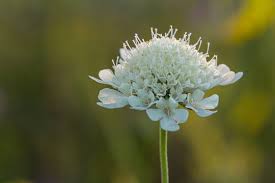 Image result for Scabiosa ochroleuca