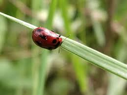 Attēlu rezultāti vaicājumam “Gonioctena viminalis”