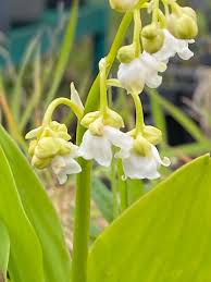 Attēlu rezultāti vaicājumam “Convallaria majalis leaf”
