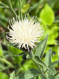 Image result for Centaurea nigra