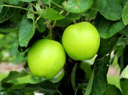 Attēlu rezultāti vaicājumam “Malus domestica”