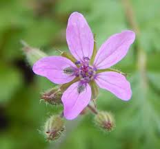 Attēlu rezultāti vaicājumam “Erodium cicutarium”