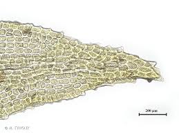 Attēlu rezultāti vaicājumam “Cynodontium strumiferum”