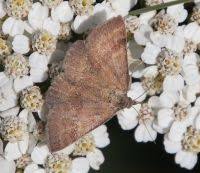 Attēlu rezultāti vaicājumam “Phytometra viridaria”