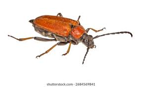 Attēlu rezultāti vaicājumam “Pseudovadonia livida”