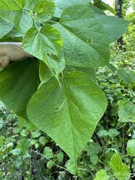 Attēlu rezultāti vaicājumam “Catalpa ovata fruit”