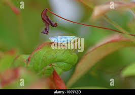 Attēlu rezultāti vaicājumam “Cicadella viridis female”
