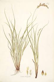 Attēlu rezultāti vaicājumam “Carex elongata”
