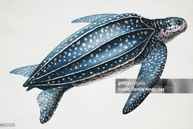 Image result for Dermochelys coriacea