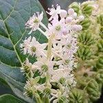Attēlu rezultāti vaicājumam “Phytolacca acinosa flower”
