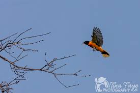 Attēlu rezultāti vaicājumam “Crex crex nest”