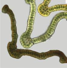 Attēlu rezultāti vaicājumam “Schistidium robustum sporophyte”