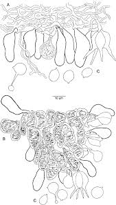 Attēlu rezultāti vaicājumam “Basidiodendron”