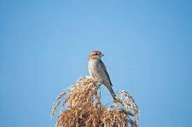 Attēlu rezultāti vaicājumam “Lanius collurio female”
