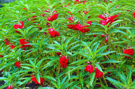 Image result for Impatiens balsamina