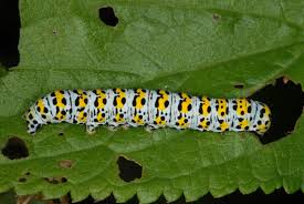 Attēlu rezultāti vaicājumam “Cucullia verbasci larva”