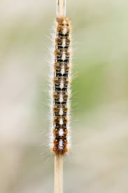 Attēlu rezultāti vaicājumam “Lasiocampa quercus imago”