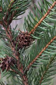 Attēlu rezultāti vaicājumam “Sacchiphantes abietis”